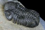 Austerops Trilobite - Nice Eye Facets #174733-4